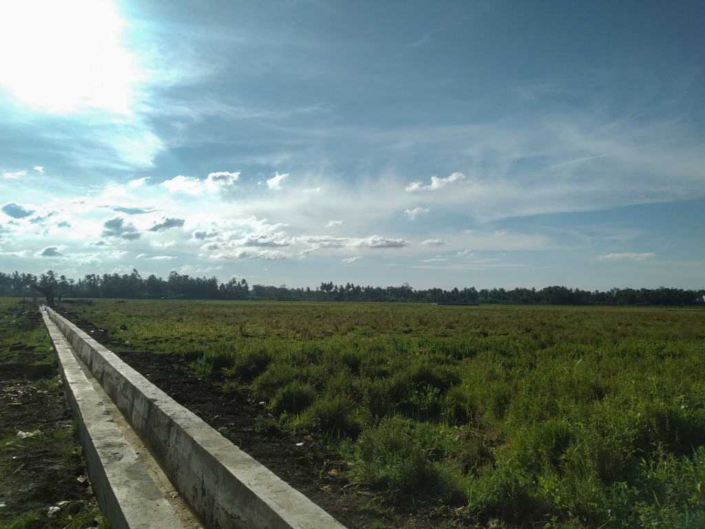 Sawah warga Gampong Meunasah Cut Langien